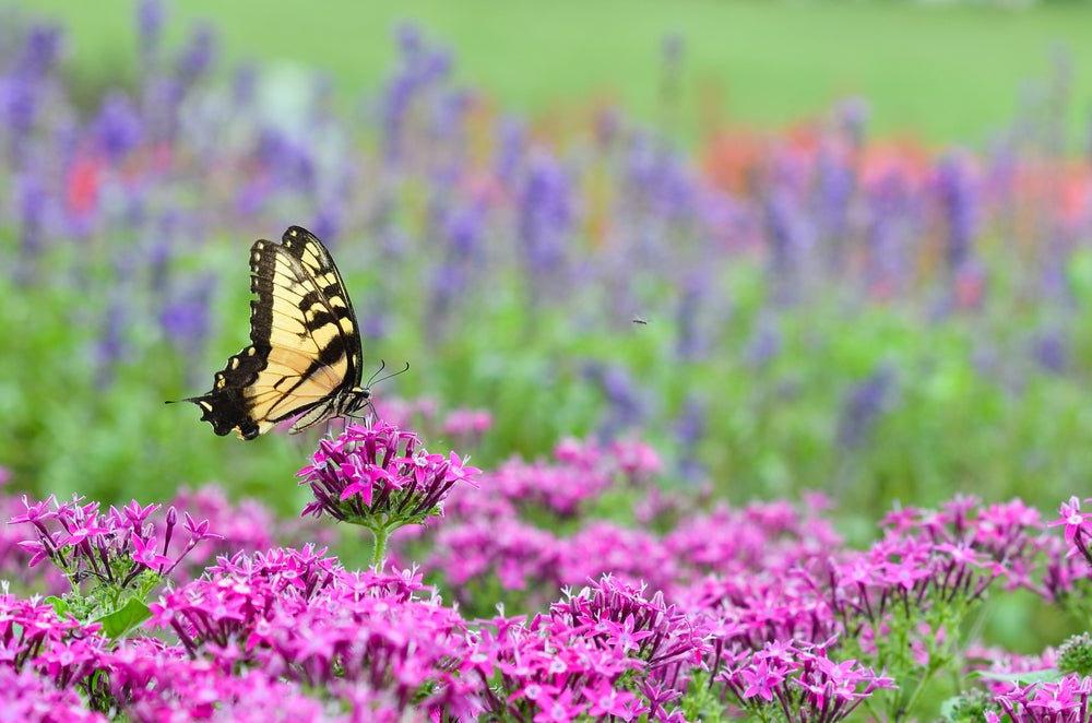 3 Tips for Attracting Butterflies to Your Garden - Ritchie Feed & Seed Inc.